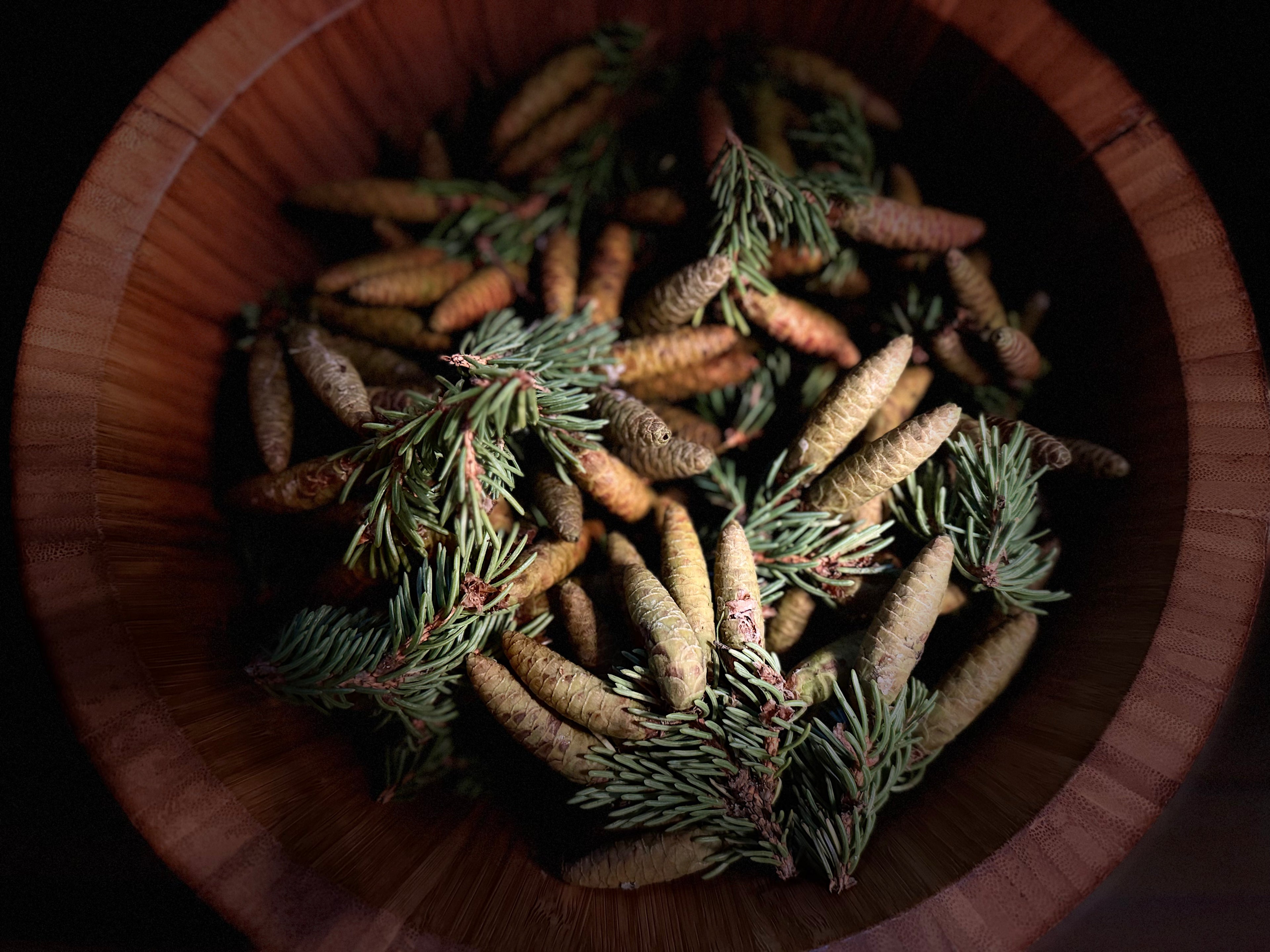 White Spruce Cone Syrup