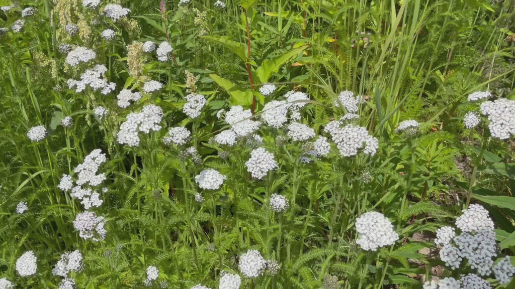 Wildcrafted Yarrow Oil