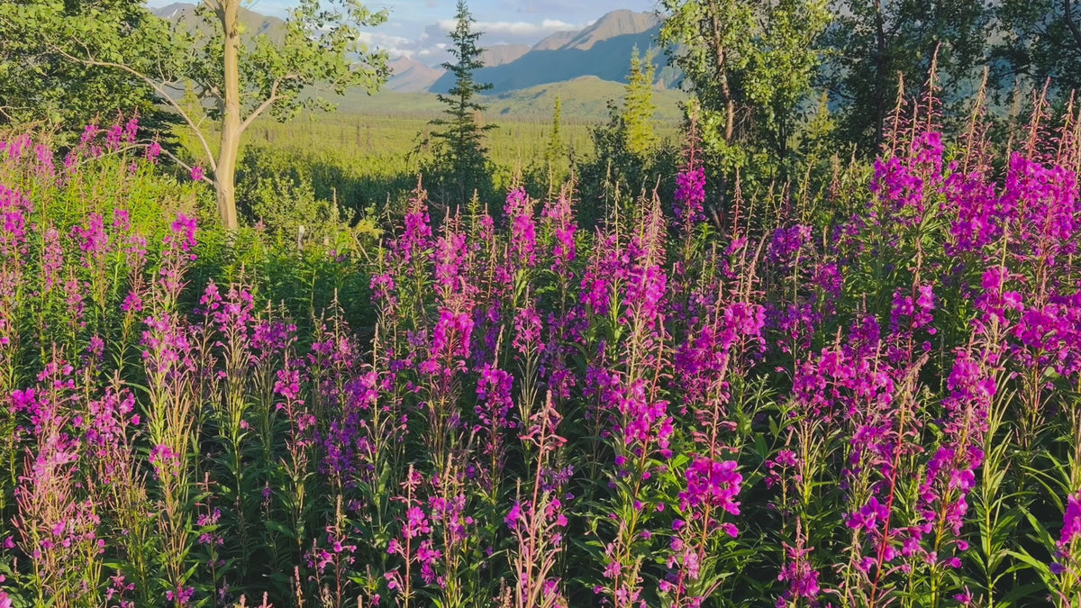 Fireweed Syrup